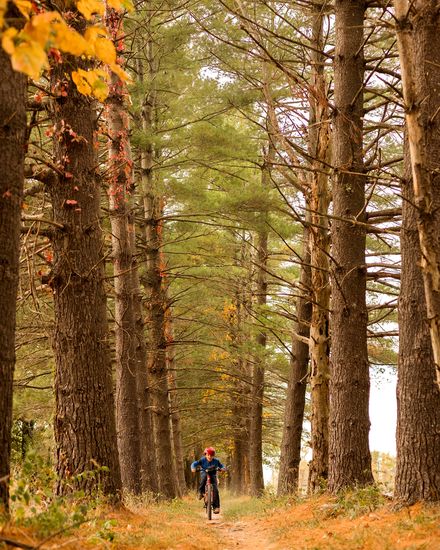 A cyclist riding beneath towering pines on a leaf-covered trail