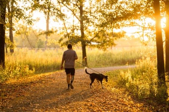 A guest walking a dog down a sunlit fall trail